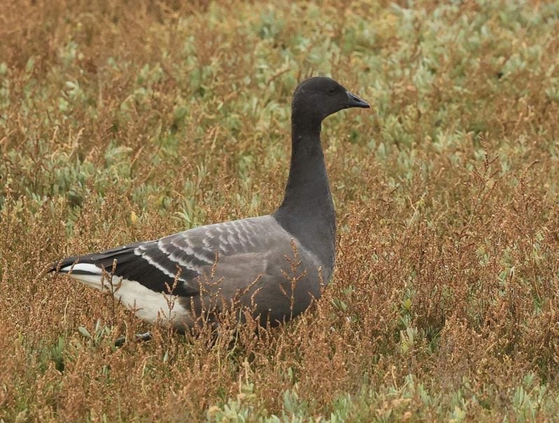 brent goose rhnr barryyates