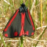 burkmarr cinnabar 300504