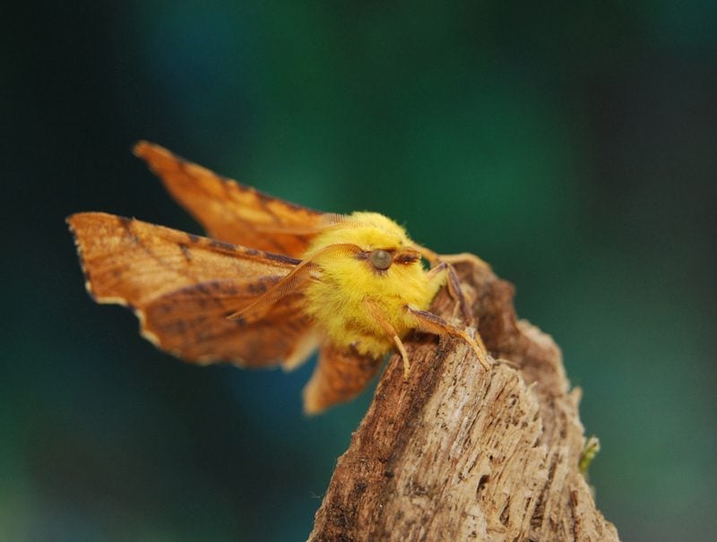 Canary-shouldered Thorn © Alan Price Canary-shouldered Thorn © Alan Price