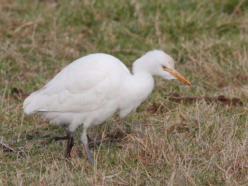 cattle egret barry yates