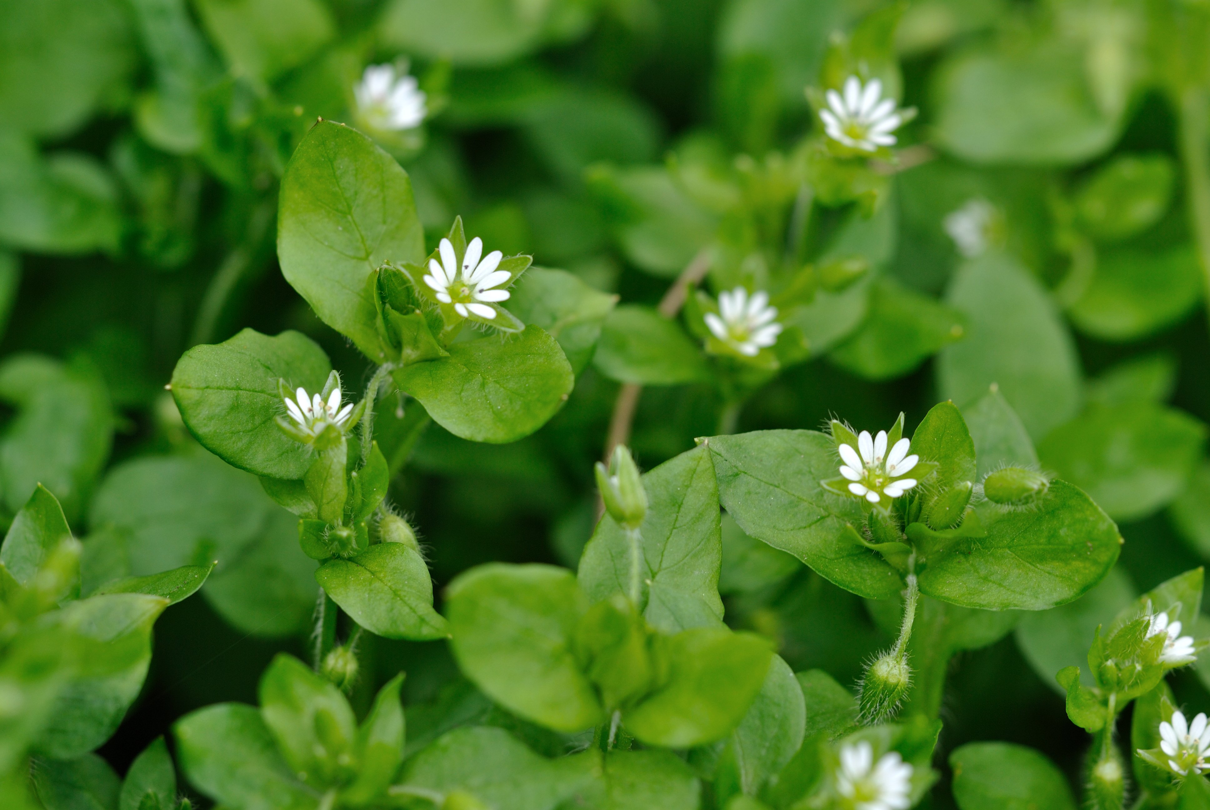 common chickweed cpt Amy Lewis