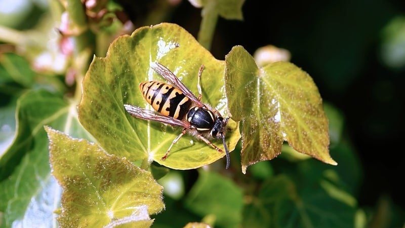 common wasp queen 7 new