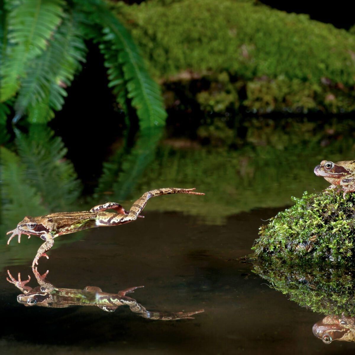 common frog Dale Sutton 2020VISION
