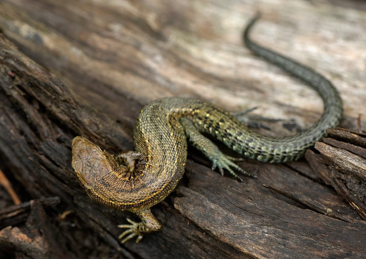 Common Lizard © John Bridges