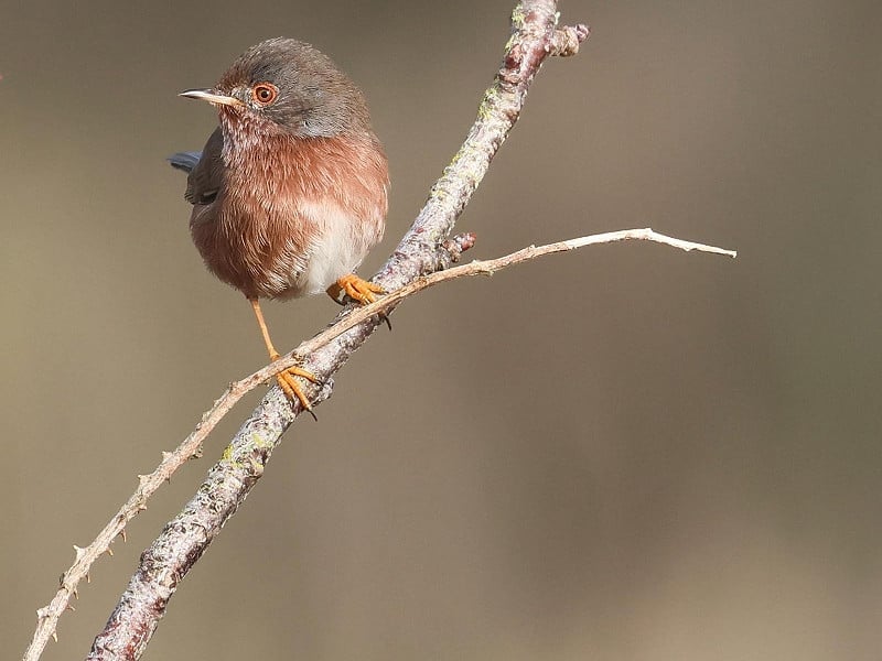 dartford warbler james tomlinson w800h600
