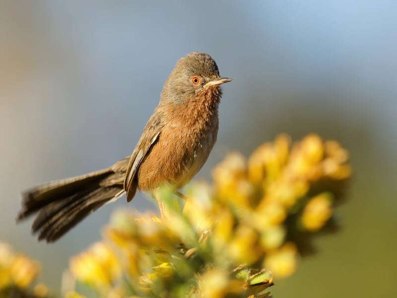 dartford warbler w800h600
