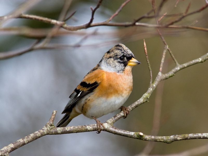 Brambling © Dave Kilbey Brambling © Dave Kilbey