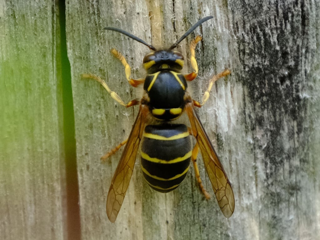 dolichovespula mediabf