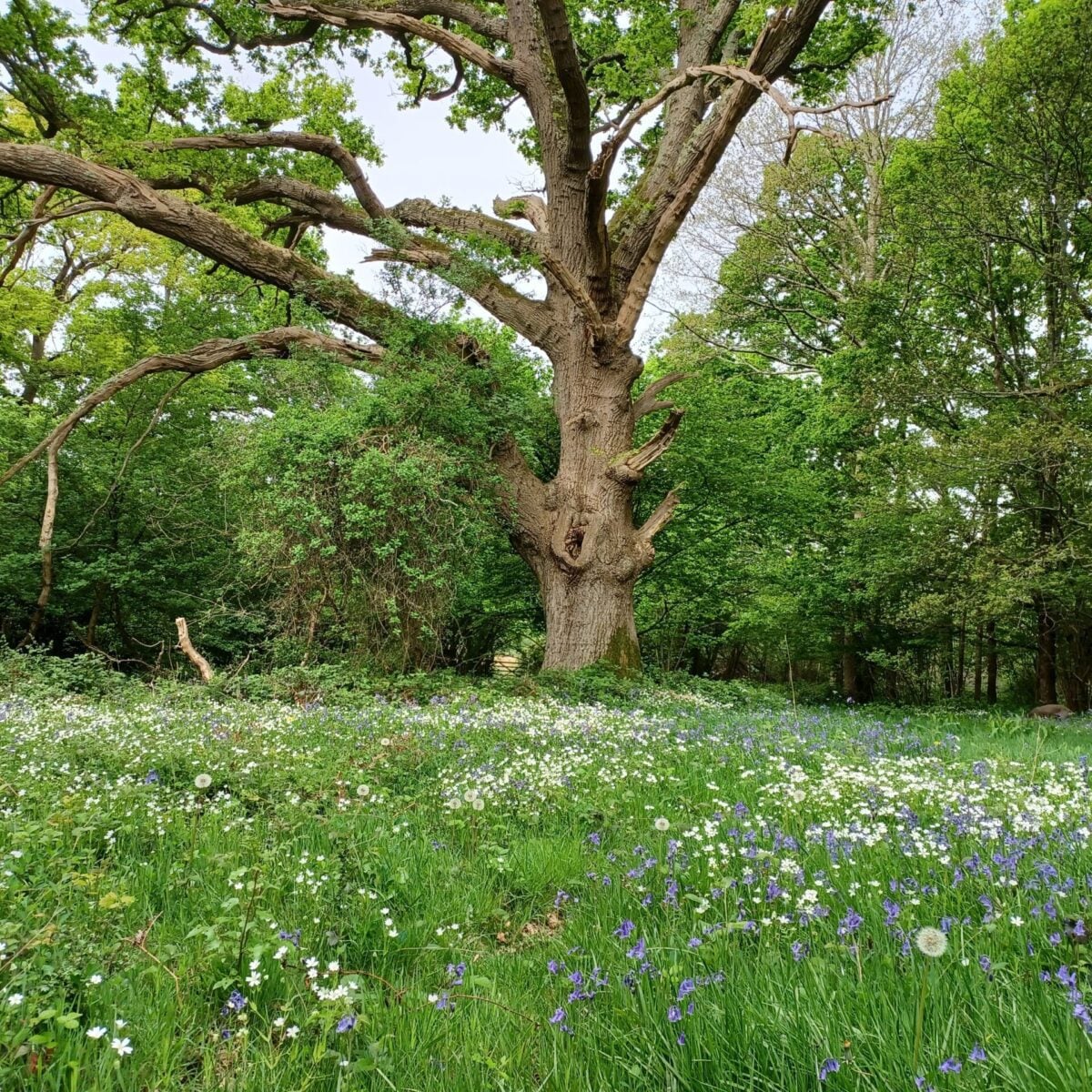 ebernoe glade with Oak pollard 22