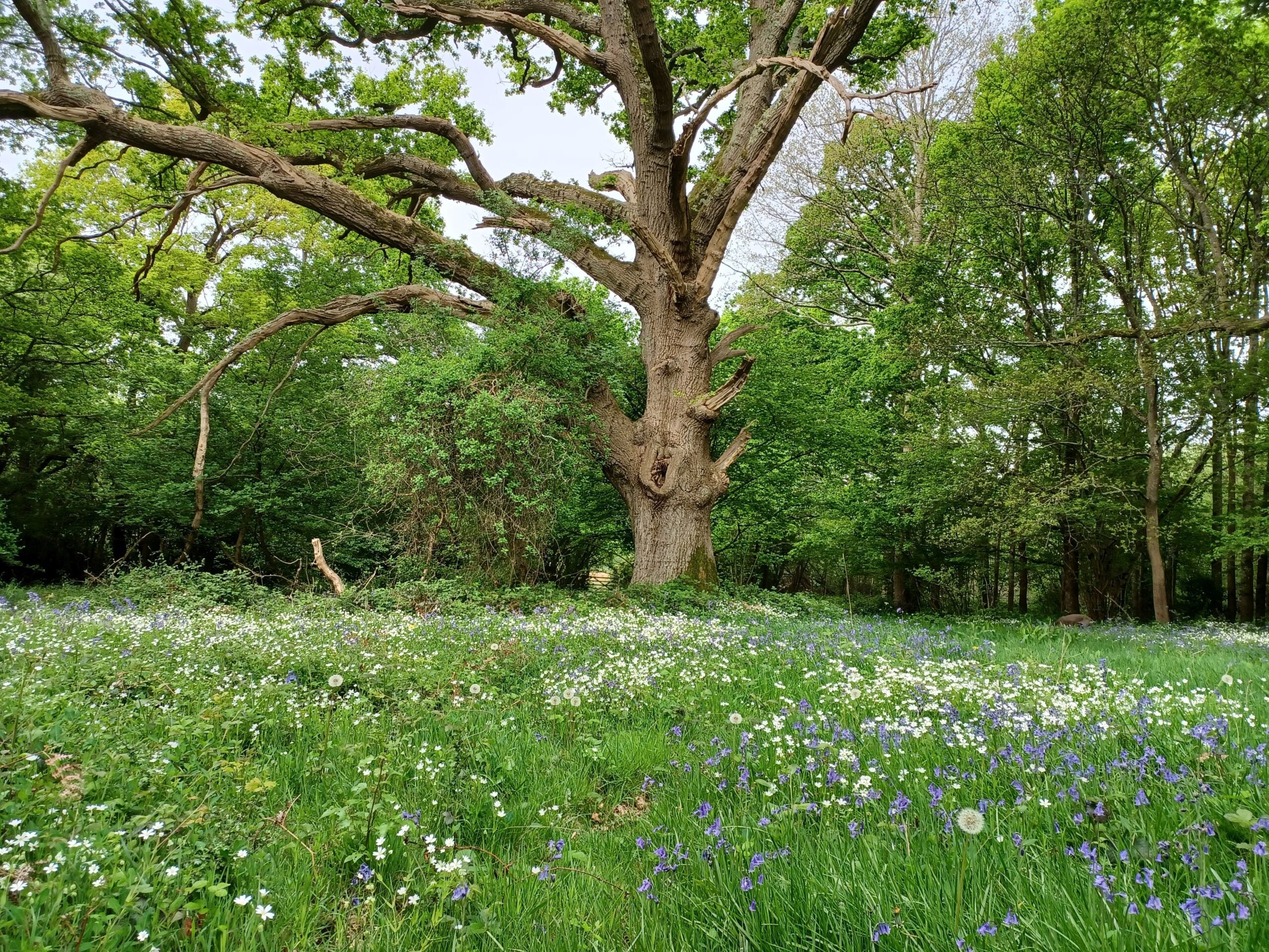 ebernoe glade with Oak pollard 22