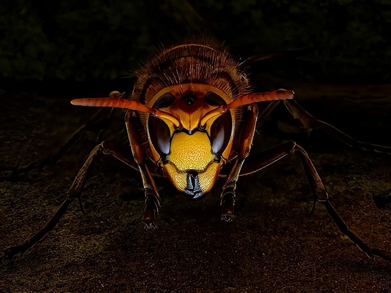 european hornet at herstmonceux castle