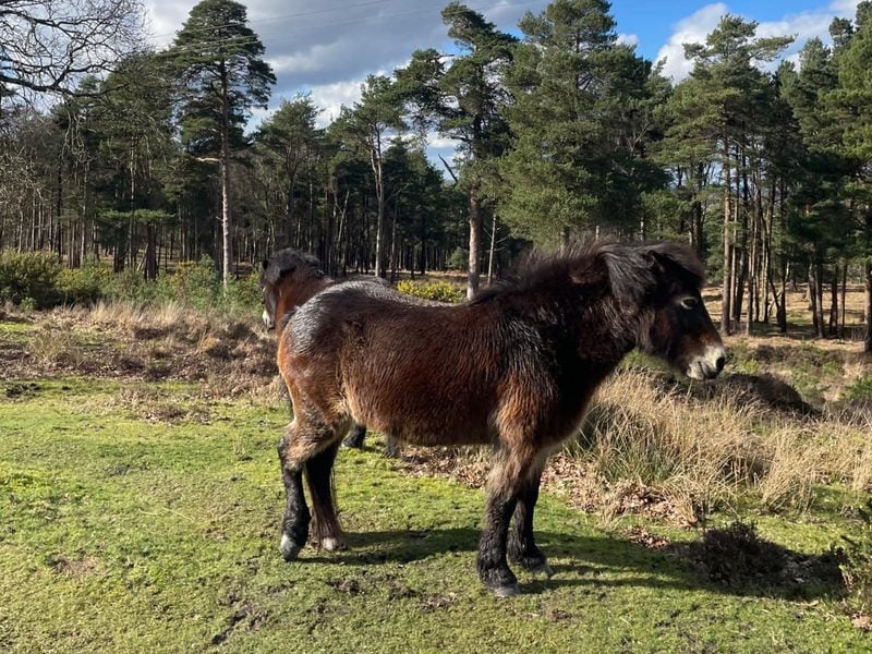 exmoor pony at old lodge katie bell 1