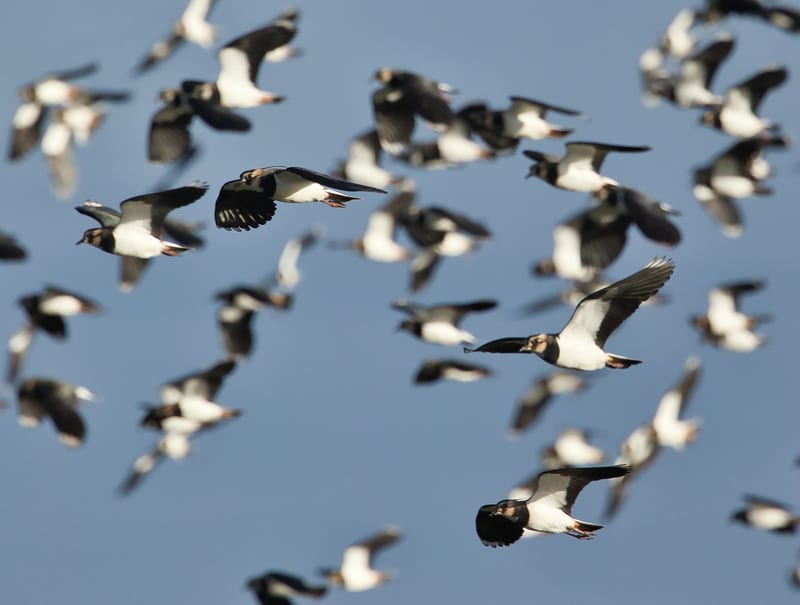 flock of lapwing
