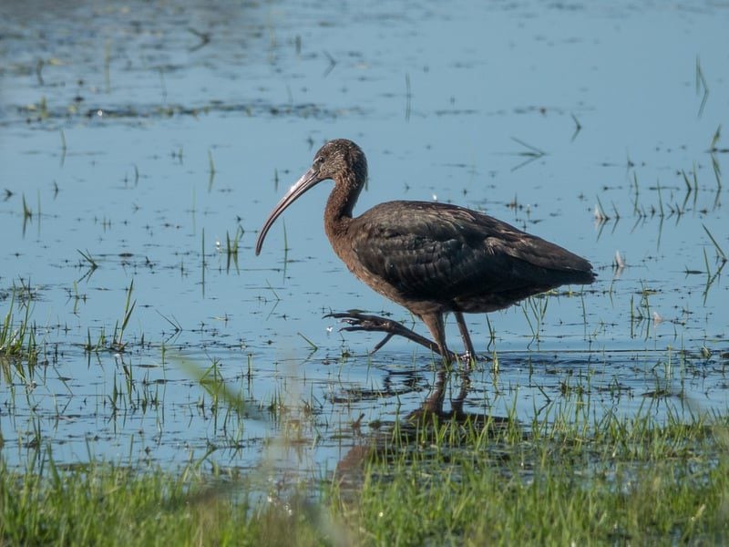 glossy ibis jeff penfold 1 1 w800h600