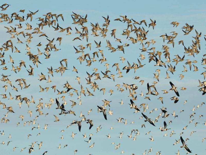 golden plover barry yates