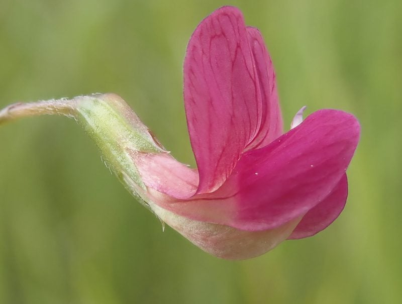 Grass Vetchling Grass Vetchling