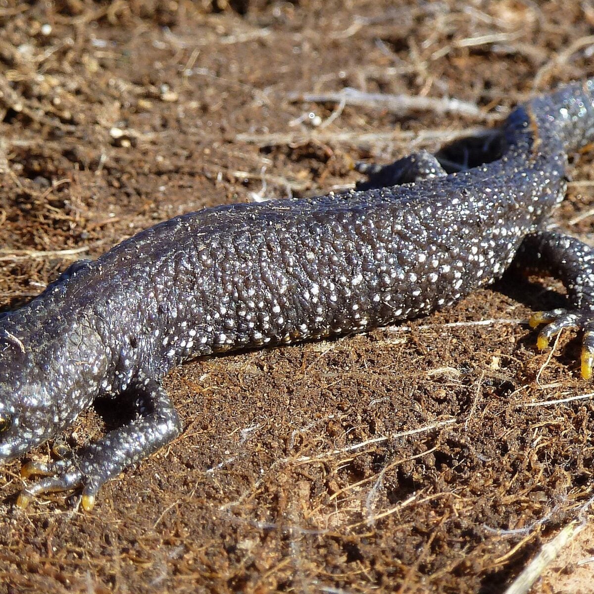 great crested newt 2 cpt Joy Russell