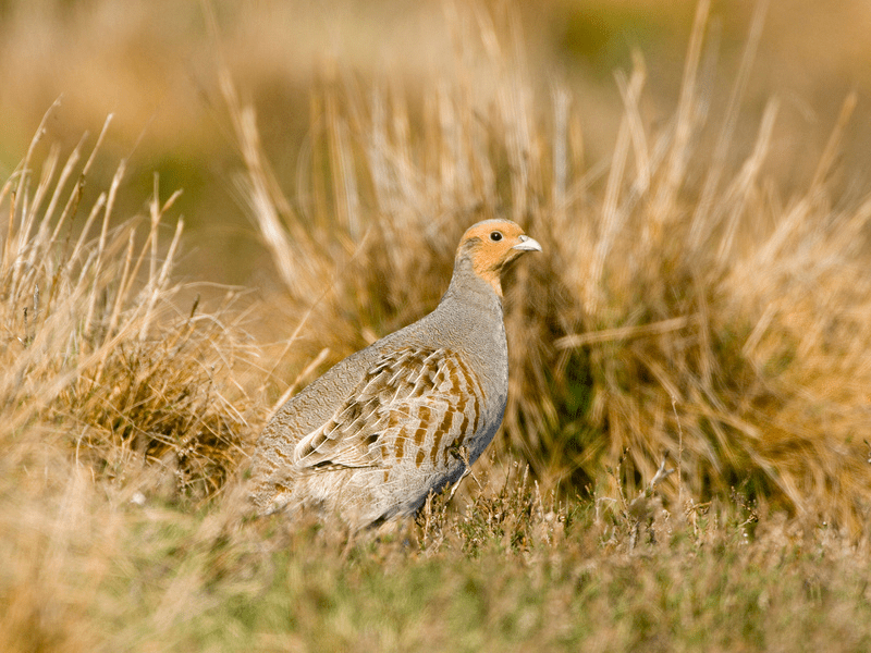 grey partridge derrek middleton 2