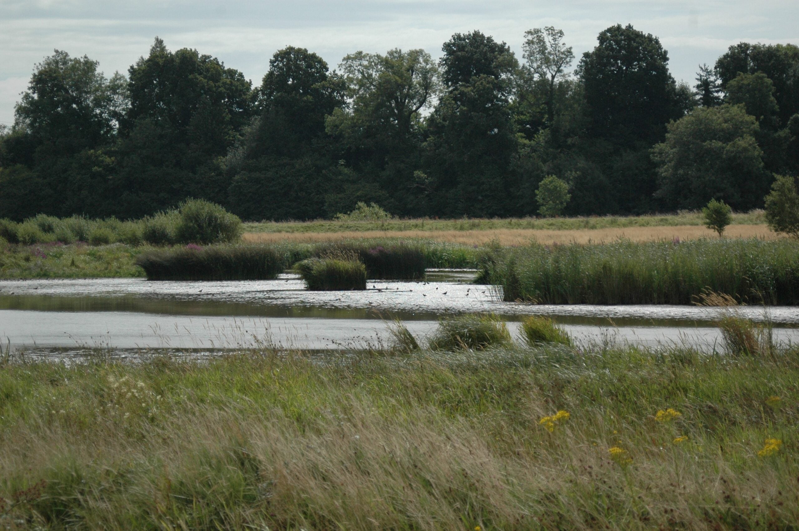 habitat wetlands marsh Waltham Brooks Sam Roberts