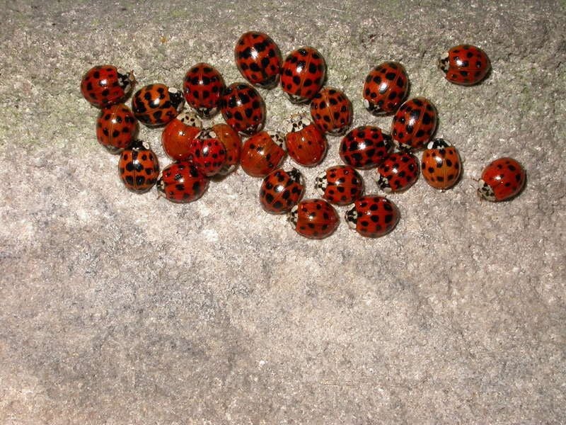 Harlequin Ladybirds gathering © Philip Precey Harlequin Ladybirds gathering © Philip Precey