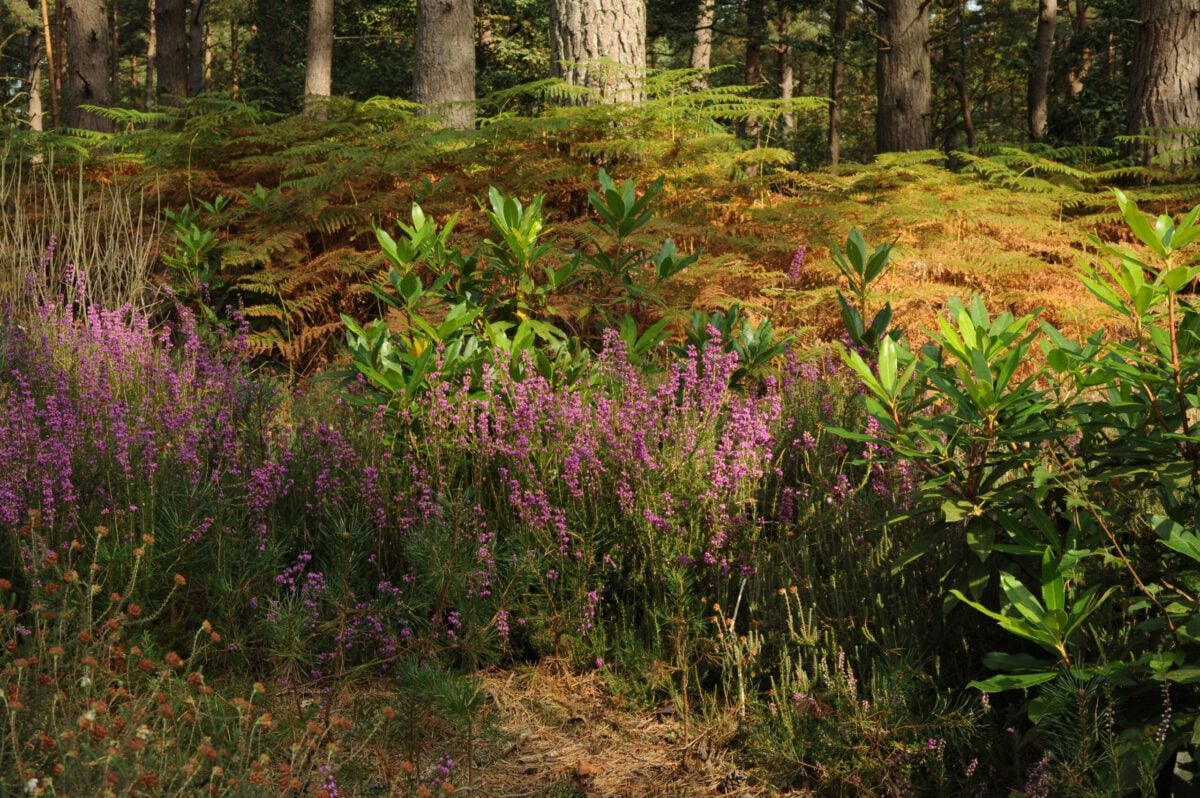 heather under pines Miles Davies
