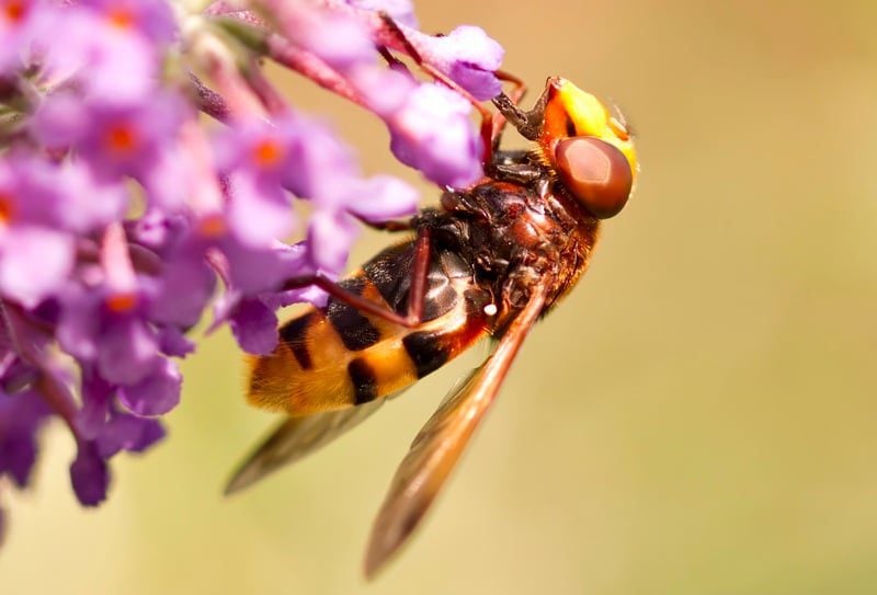 hornet mimic hoverfly volucella zonaria paul lindley