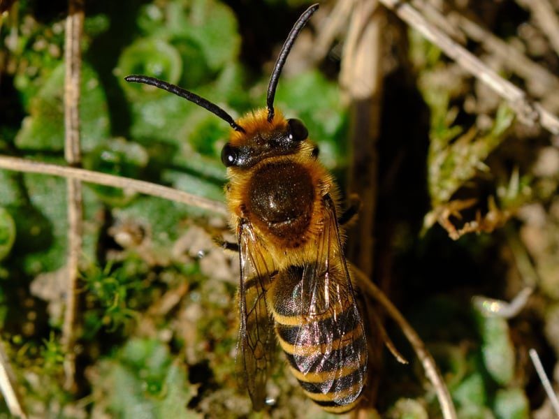 Ivy Bee © Michael Howard Ivy Bee © Michael Howard