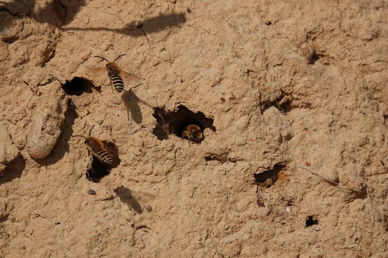 Nests of Ivy Bees © Peter Hunnisett Nests of Ivy Bees © Peter Hunnisett