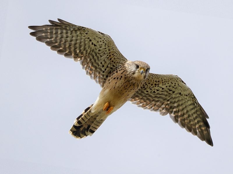 kestrel from seaford headcolinmitchellseafordhead 1