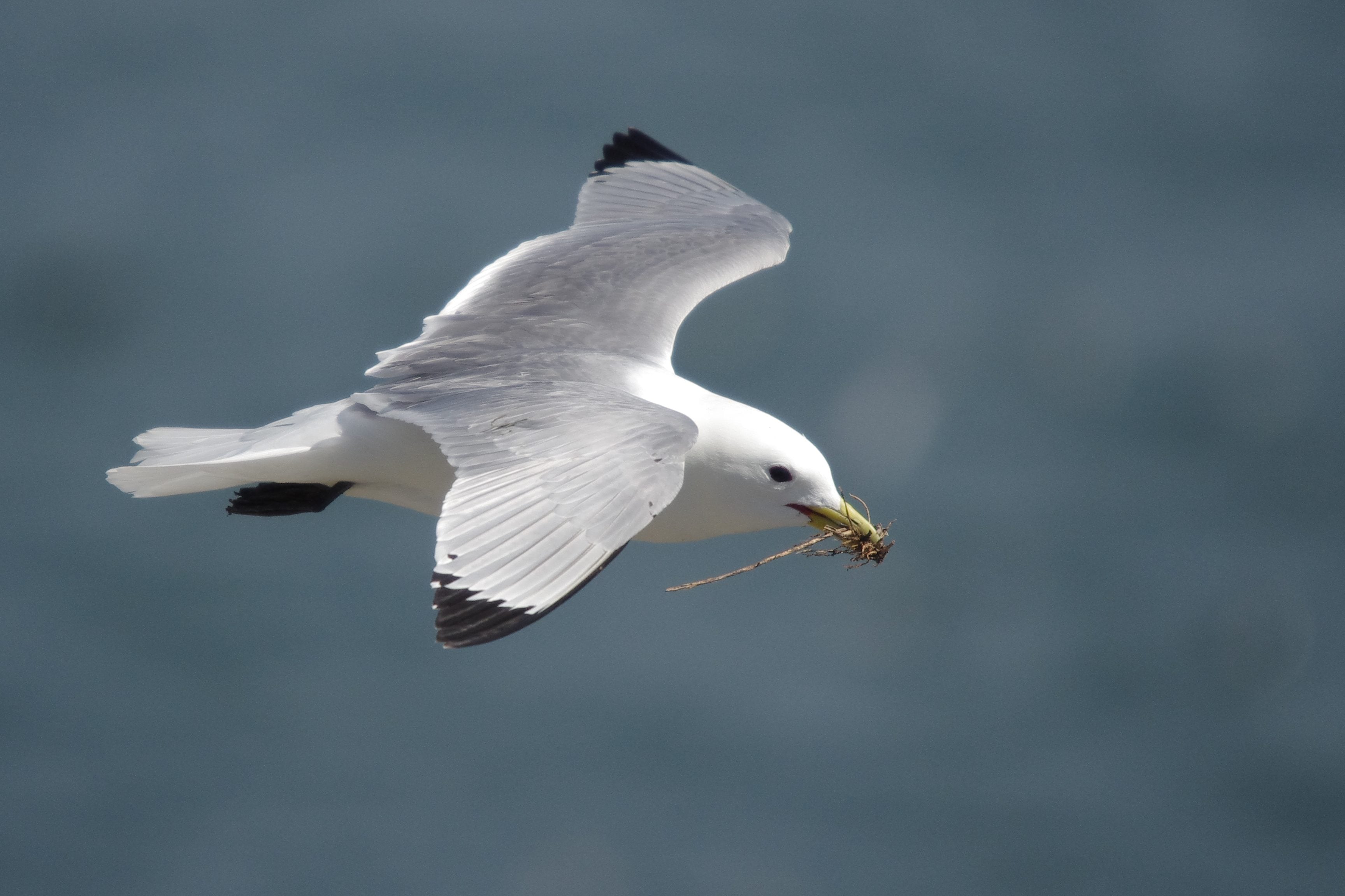 kittiwake nest material c James Rogerson