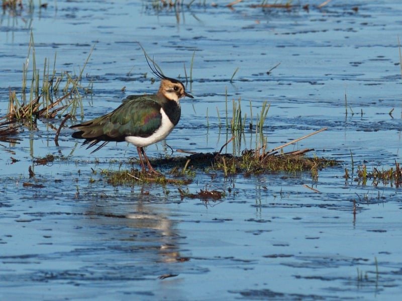 lapwing andrew holloway