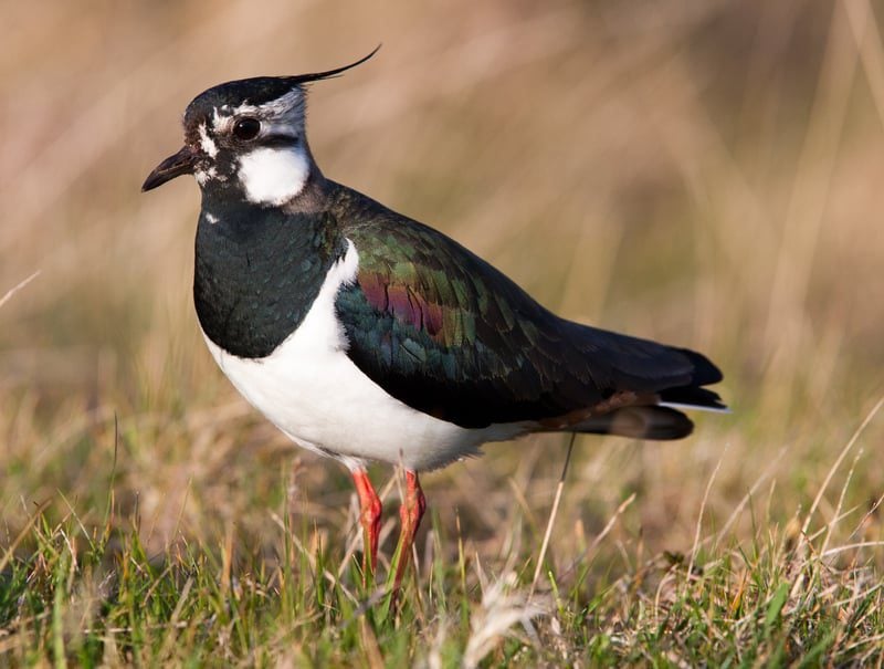 lapwing dave kilbey