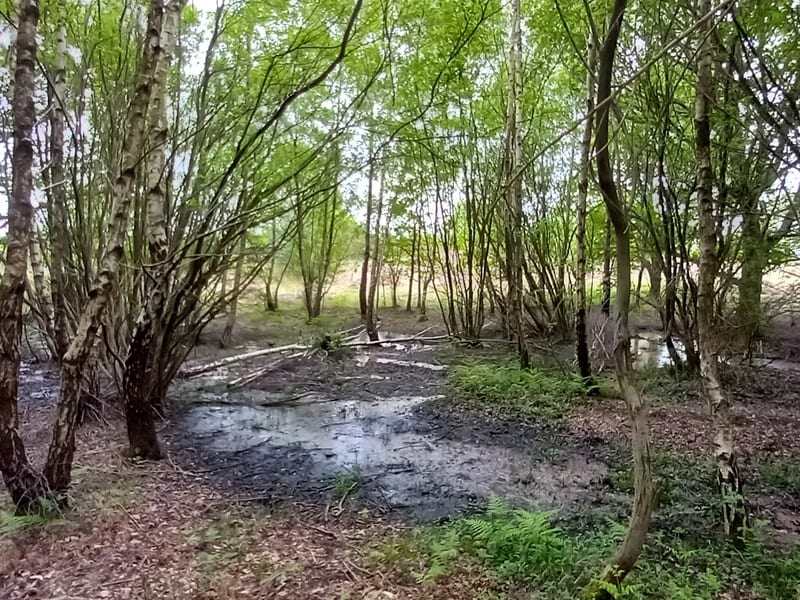 Leaky dam at Chailey © Natasha Sharma Leaky dam at Chailey © Natasha Sharma