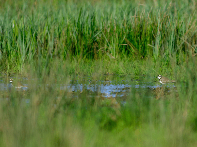 Little Ringed Plovers on Pevensey Levels (c) Tim Crowdey