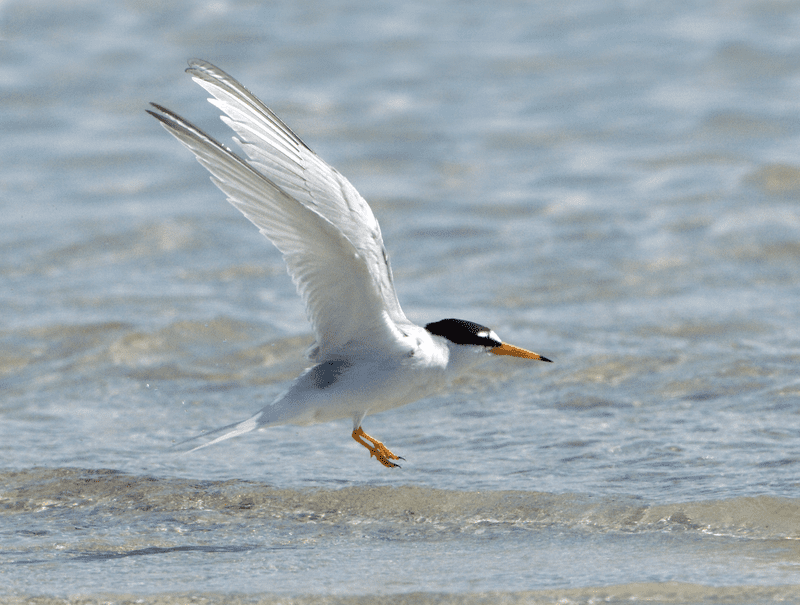 Little Tern © Hugh Clark FRPS Little Tern © Hugh Clark FRPS