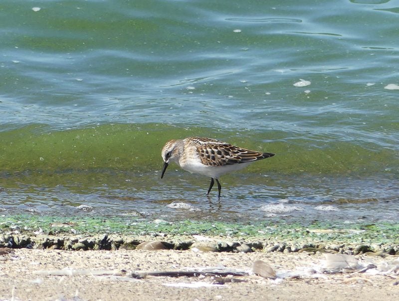 Little Stint Little Stint