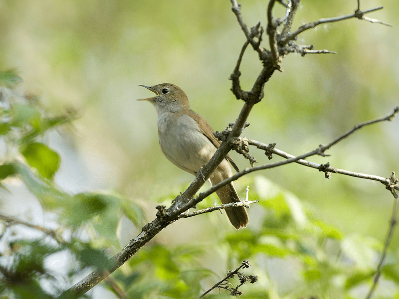 nightingale derek middleton 1 w800h600