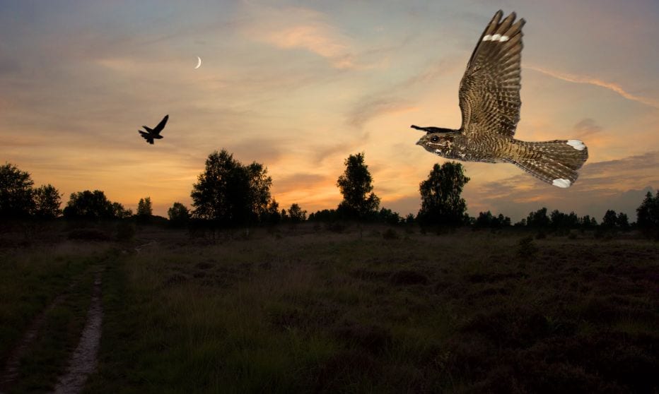 nightjar at iping commoncneil fletchersussex wildlife trust