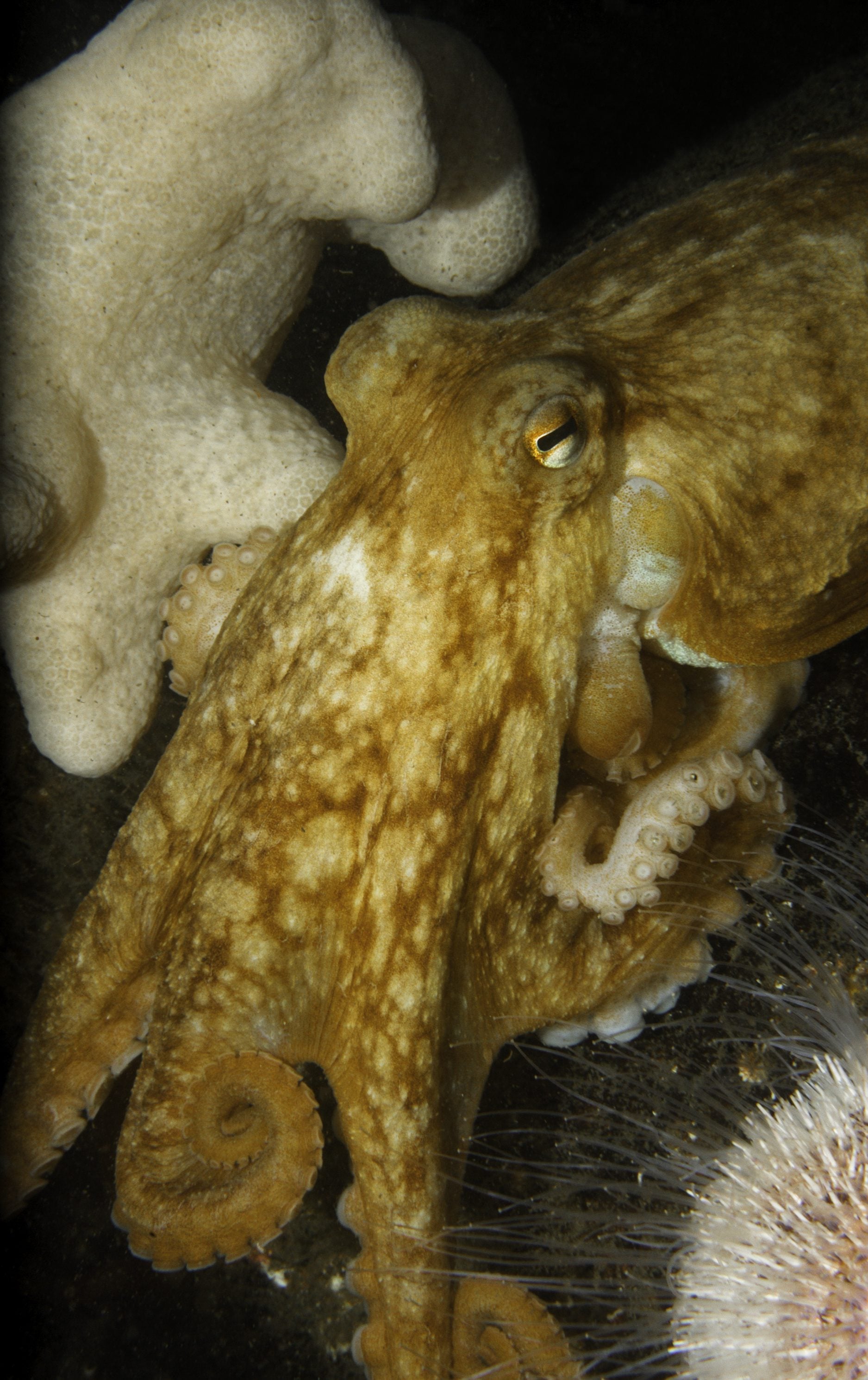 octopus 1 ©David Stephens