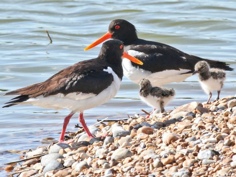oystercatcher and chicks barry yates w800h600