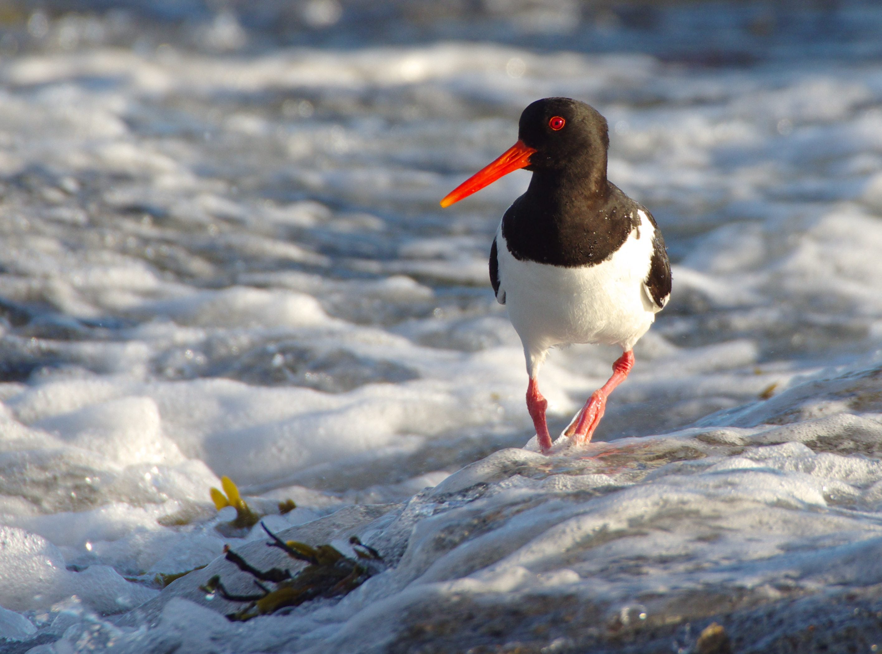 oystercatcher c James Rodgserson