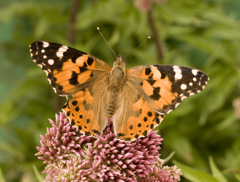 Painted Lady Butterfly Painted Lady Butterfly