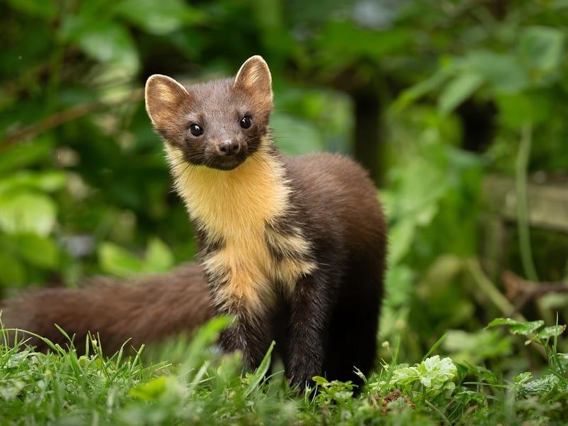 pine marten paul parsons 2024 w800h600