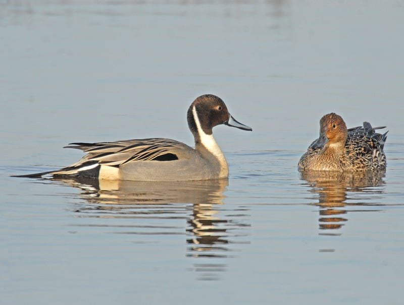 pintailroger wilmshurst 1