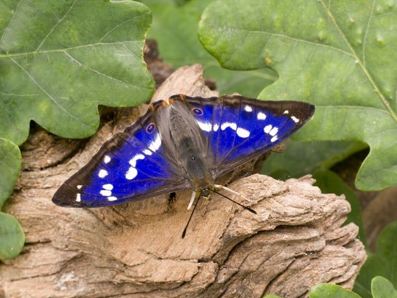 purple emperor butterflycderek middletonsussex wildlife trust w800h600 1