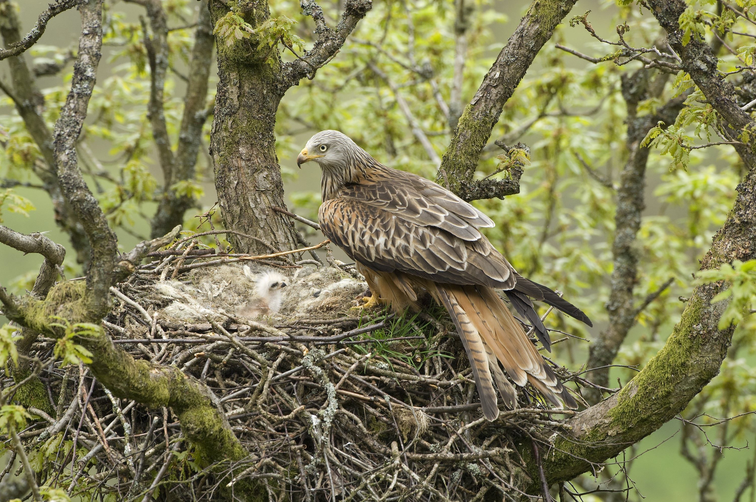 red kite and chicks c derek middleton