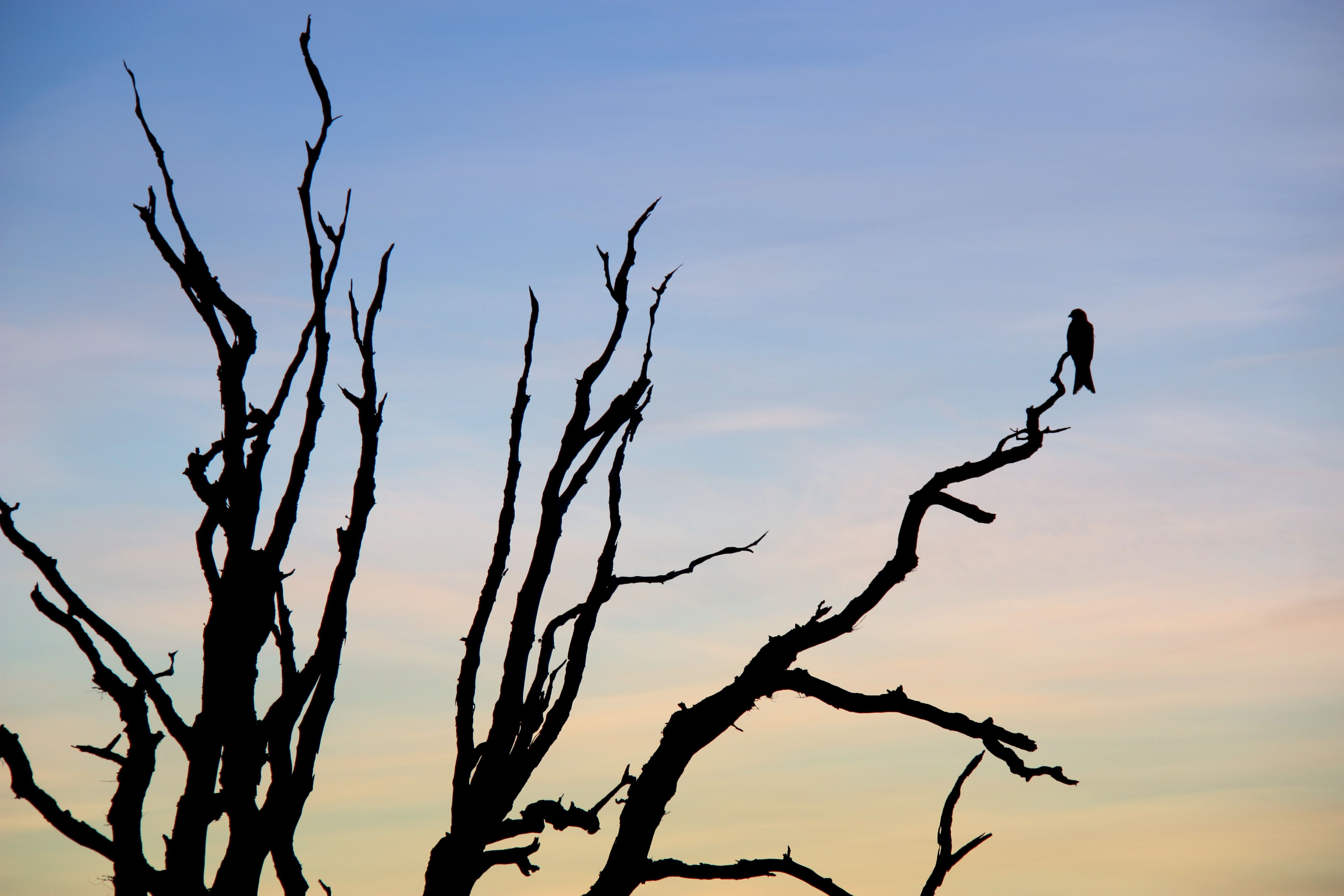 red kite silhouette c simon verrall