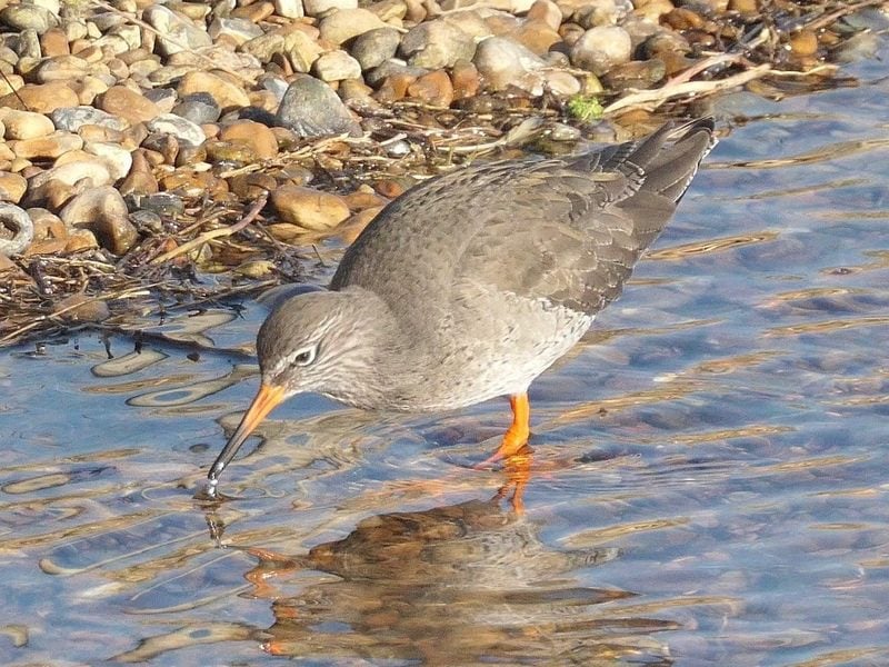redshank david beer w800h600