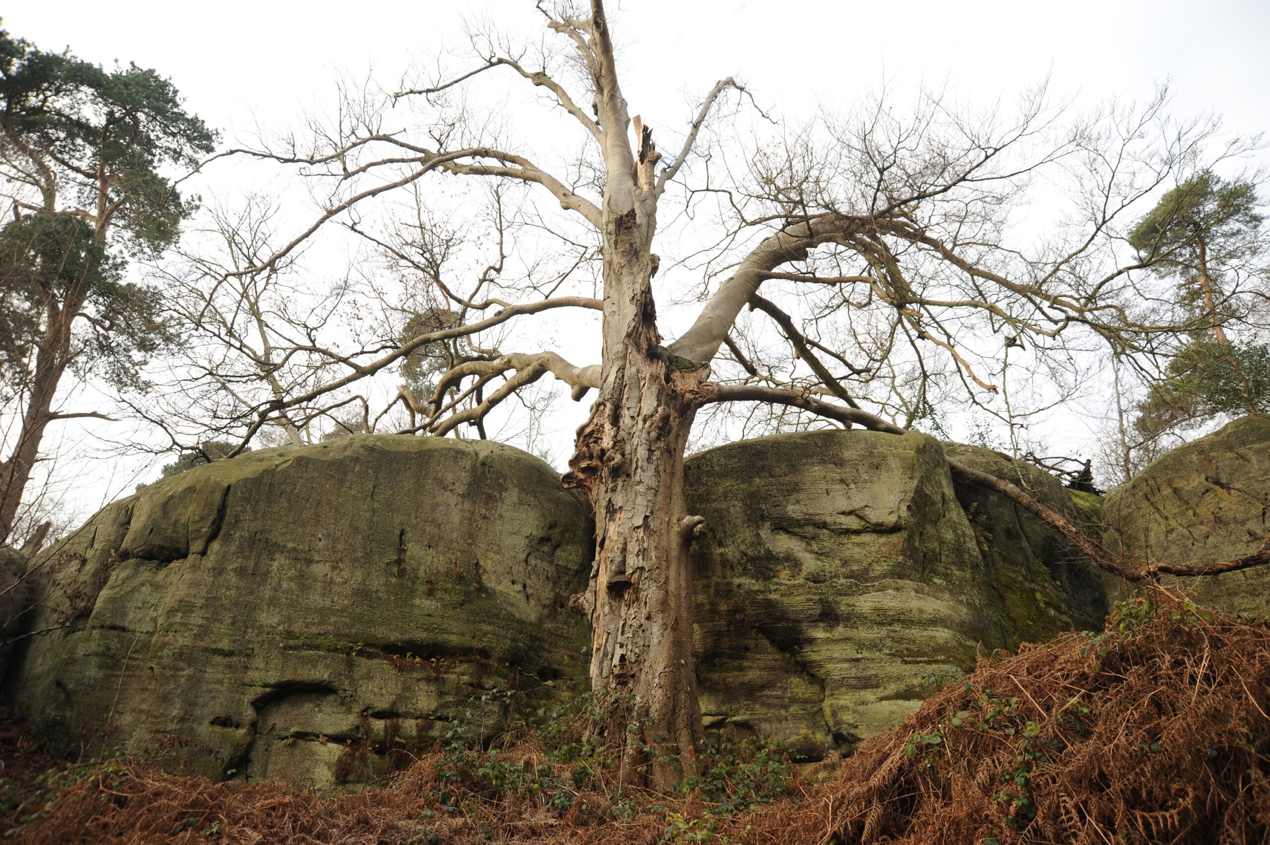reserve Eridge Rocks dead tree Miles Davies