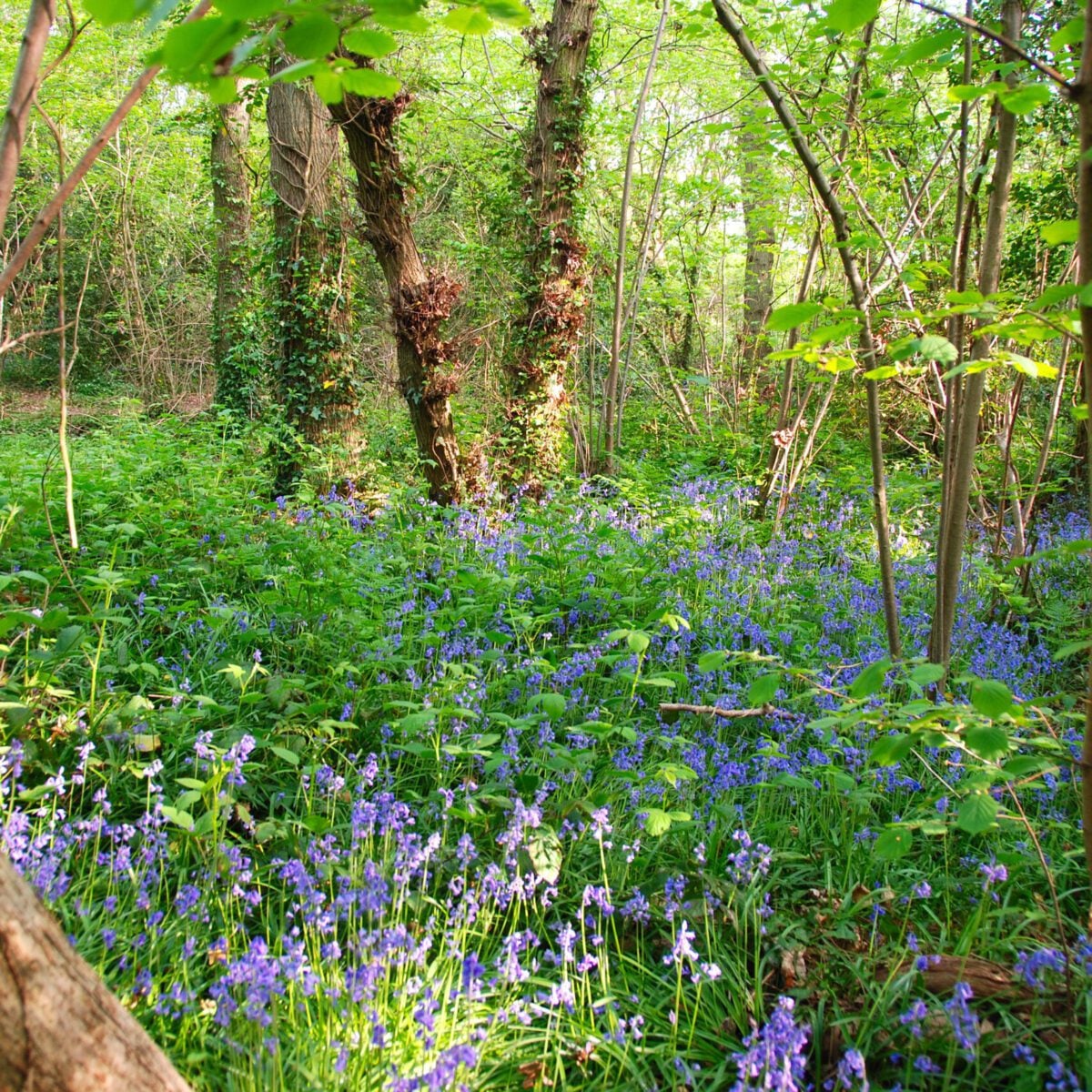 reserve Gillham Wood Tony Hammond